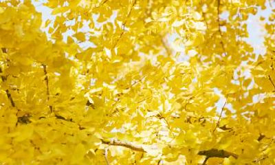 关于在立秋出生的人应该使用哪些字来为自己取名的建议,你有什么看法?