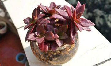 揭秘吕祖灵签第八十四签:了解古人蒙正赏月的深层含义!