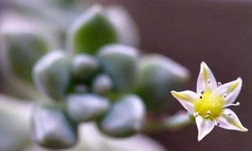 在买彩票的路上遇到拦路的小猫,如何判断它是吉兆还是凶兆呢?