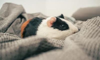 鼠年出生人的命运真的会很苦吗?探究属鼠三大劫难以及对人生的影响