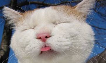 在2023年7月17日,按照农历,究竟何时到来夏季星座?