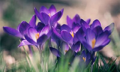 2023年的闰二月初八日,是否为黄道吉日?此时财神方位在何处?