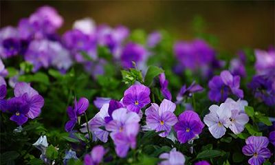 在2023年,闰二月初九日是否是一个吉祥日?欢迎查阅当天的喜神方位!