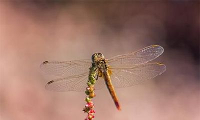 从生肖属狗的角度解析:狗年出生人的命运是否真的不好?