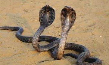 2023年癸卯年甲木身弱,但您有机会受到贵人的赏识和扶持!