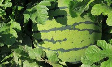 免费在线查询紫微八字合婚,获取最准确的八字配对结果