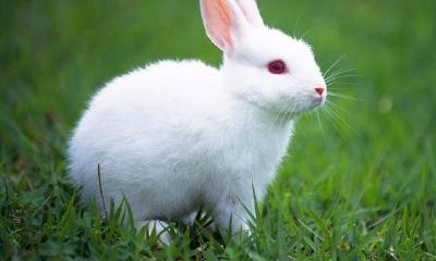 详解:兔子作为12生肖之一的属相,其性情、工作特点以及财气状况都备受人们关注。以下深入探讨属相为兔的人的性格特点、工作习惯以及财富状况,为感兴趣的读者提供全面而深入的了解