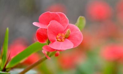 揭秘性格开朗的幕后,探究双子座究竟是怎样的人?