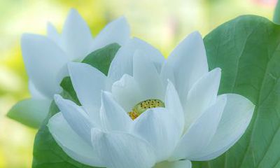 2022年11月6日出生的宝宝,如何选择五行合适的起名?考虑到出生在虎年,选取虎相关的好名字可能更为妥当