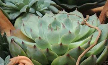 放置彩钢棚于正房后方,是否对风水造成影响?正房后的风水指引细节分析