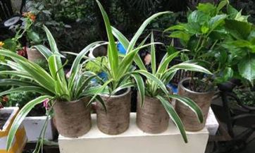 在卧室的床铺上发现蜘蛛,这可预示着不祥的风水,提前了解并做好心理准备,方能避免不幸降临