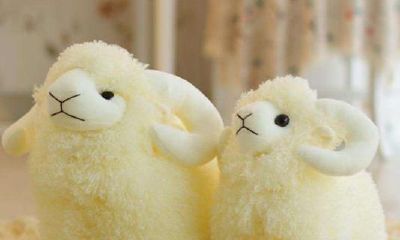 是“十羊九不全”还是“十羊九福全”?作为属羊小宝宝的你需要注意什么?