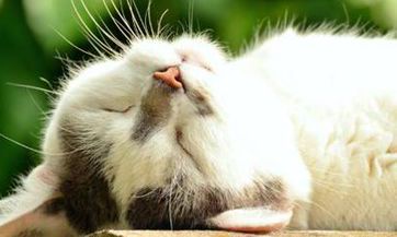 前世姻缘痣的位置在何处,它们是如何连接两个人的前世今生?