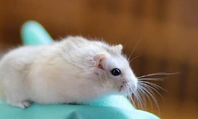 属鸡的人养宠物需谨慎:哪些宠物适合、哪些不太好?