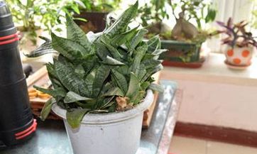 我在睡梦中看到别人跳舞,究竟是怎么回事?