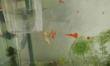 2023年春节的春联最佳贴法和时间是什么?