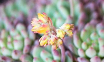 2023年属蛇的全面运势:从事业到爱情,再到财运,一切尽在掌握!