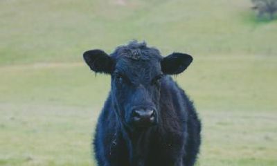 属牛人出生于1985年的婚姻状况:是否会进行第二次婚姻以及可能的二婚年份?