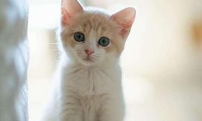 对于属蛇的人而言,哪些宠物是最适合他们的选择?是否有某些犬种特别适合属蛇人饲养?