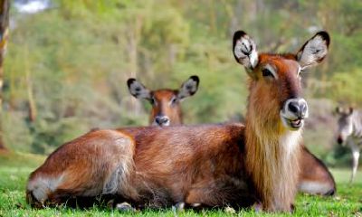 如果属牛的人离婚了,那么未来的婚姻走势如何?22年后是否会再度离婚?