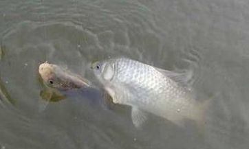 2023年2月5日农历正月十五:揭秘胎神方位,描绘出宝宝的未来命运!