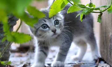 详解“三两一钱女命”的命理含义