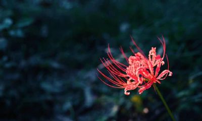 传说中的农村俗语:特点丰富的面相——脸上梨涡,脖后痣迹,身上红色胎记