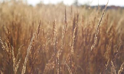 在2023年农历正月初七,是否适合进行装修动土工作?此时是否适宜进行动土工作?