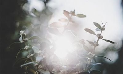 2023年的黄历中,是否推荐将正月十七作为进行装修动土的吉日?