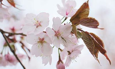 在2023年农历正月十八当天,黄历的推荐是否适宜进行装修和动土工作?