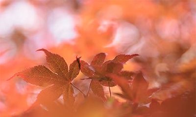 查询2023年农历正月二十是否适宜进行装修动土工作:黄历宜忌表