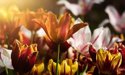 请问阳历星期几是2022年农历腊月十九对应的公历日期?