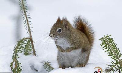 利用美食制胜,运用高超技巧追求财富,岁月深厚经验稳步增长,财源广进趋于平稳