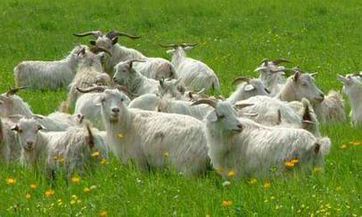 究竟什么是平安无事牌?探寻无事牌背后的象征意义以及其佩戴禁忌!