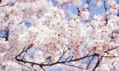 2023年农历正月初一的黄历宜忌查询:出行方案是否可行?