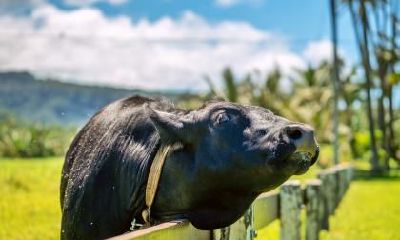 为什么属牛和属羊在生肖相冲?我们应该如何化解它们之间的矛盾?