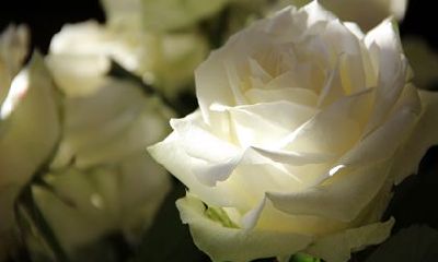 免费提供2022年8月1日出生的宝宝起名大全,涵盖属虎命名专业建议