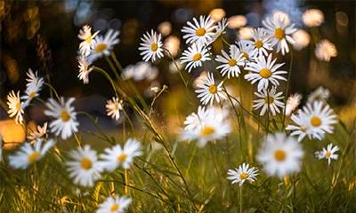 在2022年腊月十九出生的人,其属相和五行如何呢?是否包括所有五行属性?