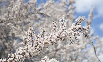 日?明年哪一天是腊月二十?哪些传统节日与农历十二月相连?