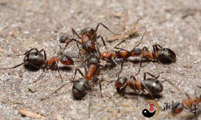 梦中身体上爬满小蚂蚁, 令人毛骨悚然的恶梦