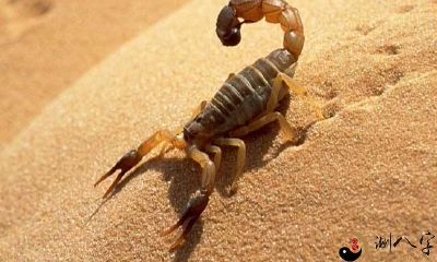 在梦中遭遇蝎子攀爬身上的可怕体验与其可能的象征意义