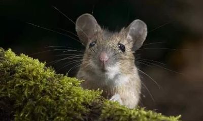 属鼠人必看!最新一周运势(10.28—11.3)——子鼠们需要时刻保持警惕,以下这些事情一定要注意!