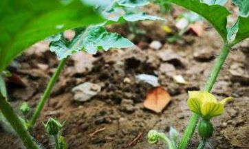 广州人过年喜爱购买金桔树的原因和美好寓意