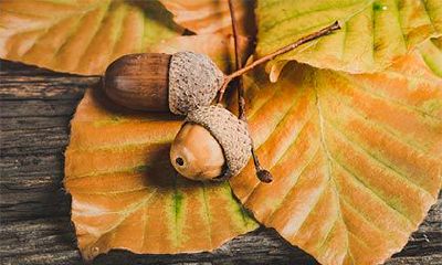 2023年黄历:癸卯年正月十六日是否适合出行?这个日期是一个宜行动的好日子吗?