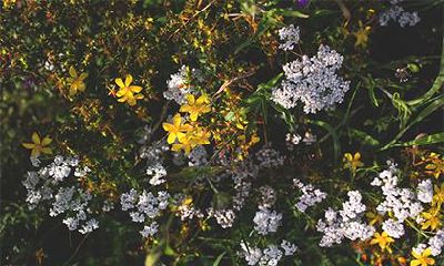 2023年农历正月二十一日的黄历指南:出行适宜、宜忌一览,助您度过吉祥祥和的一天!