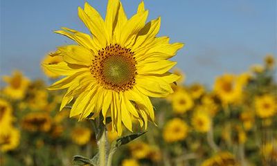 2023年癸卯年正月二十四日出行是吉日还是凶日,这天适合外出吗?