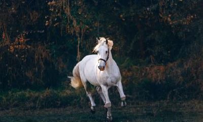 出生于立春节气的属马人的命运如何?他们命运好吗?