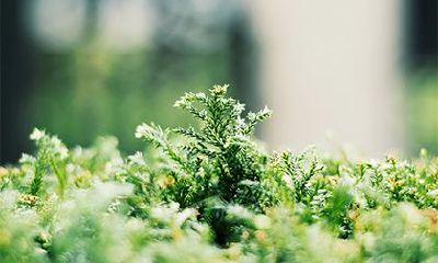 在正月十一这一天,我们迎接哪位神灵的到来?是否需要进行“请紫姑”的仪式呢?