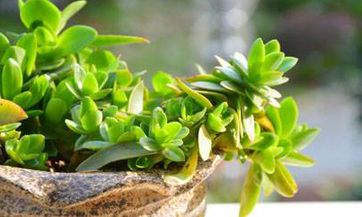 分享宝宝百天微信日记,记录成长见证与亲情感动