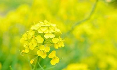 2023年正月十一,作为一个传统节日,有哪些忌讳需要注意?